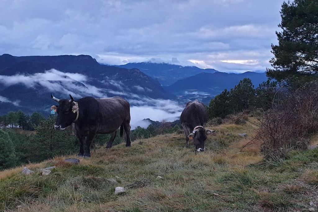 Precioso En El Pirineo Catalán